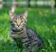 Przeprowadzka dla kota – Jak się w&nbsp;tym odnajdzie?